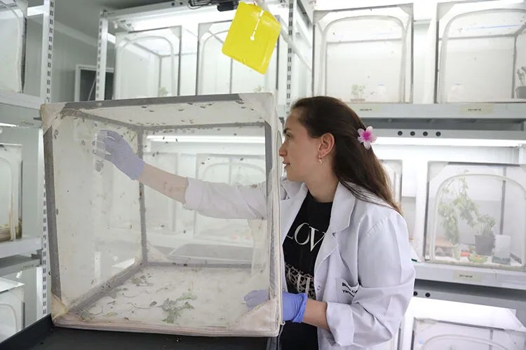 1,6 Milyon Samuray Arısı Doğaya Salındı2