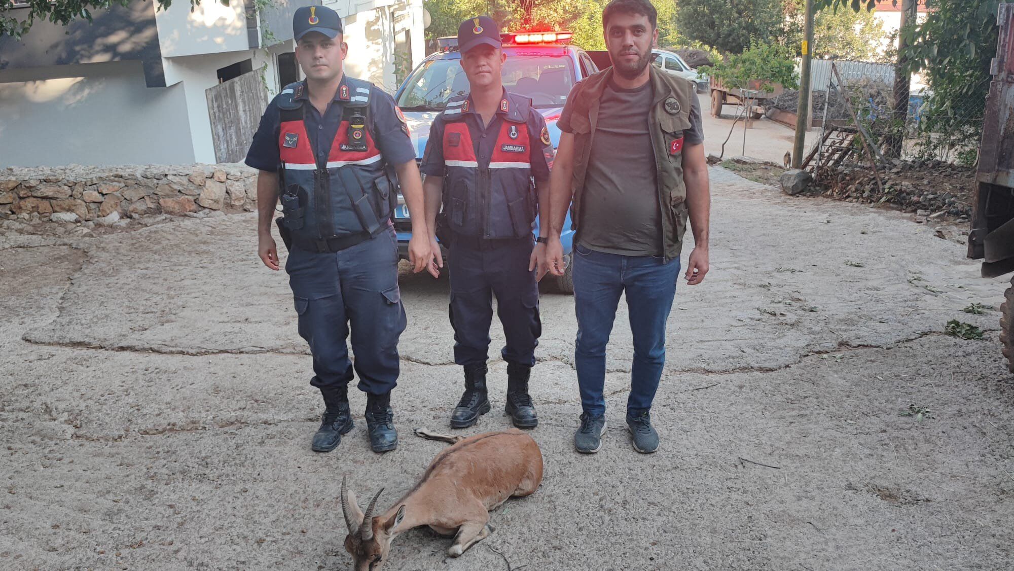 Çelikhan Yaralı Dağ Keçisi Jandarma