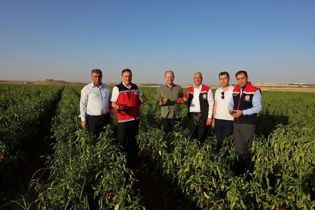 Diyarbakır’da Salçalık Biber Ve Domates Hasadı Başladı-1