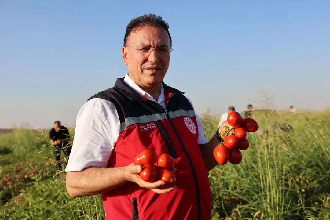 Diyarbakır’da Salçalık Biber Ve Domates Hasadı Başladı1