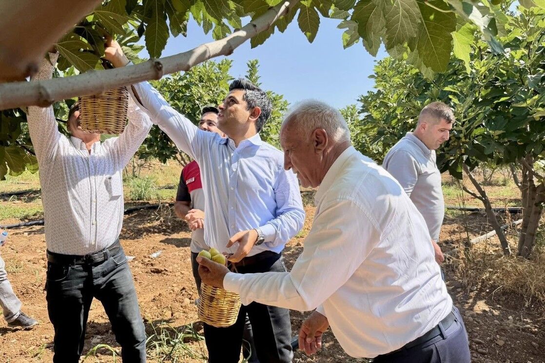 Tut Kaymakamı Bağış Sezonun İlk İncirlerini Topladı-1