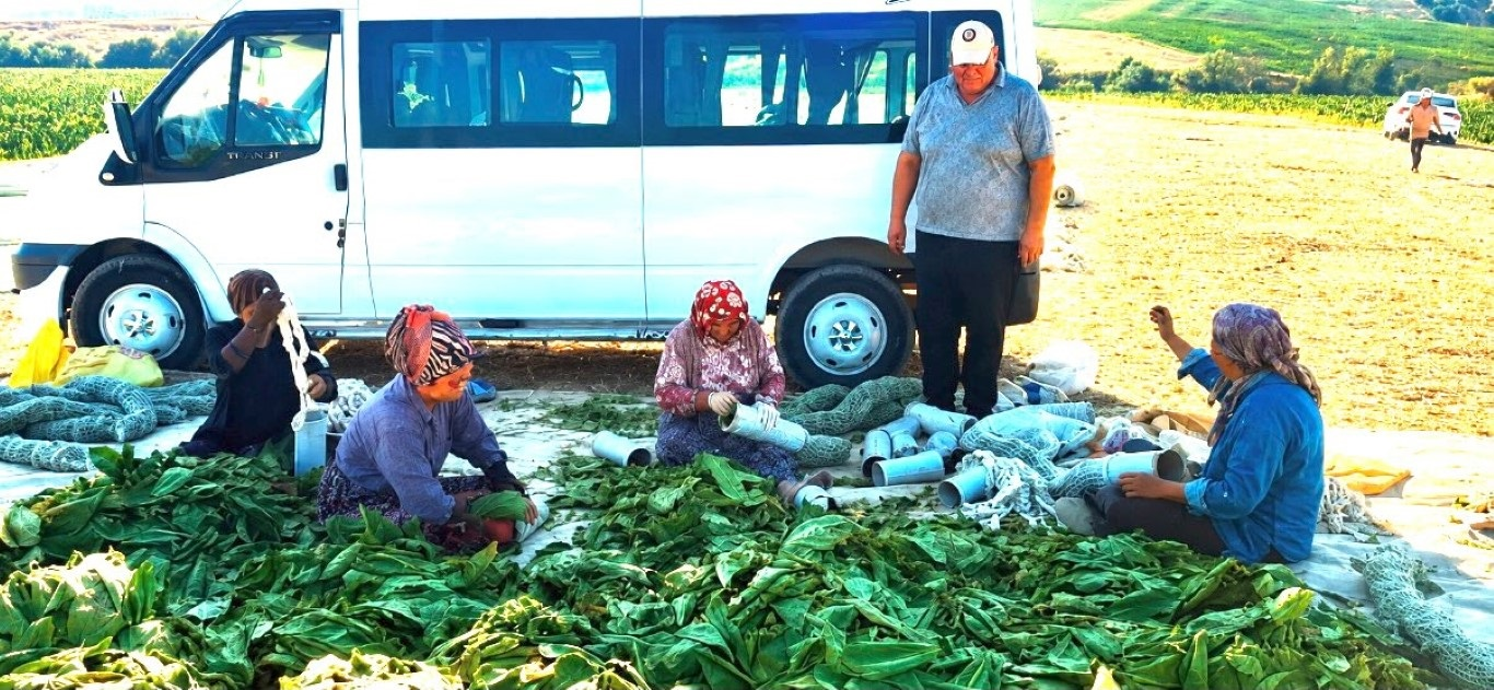 Tütün Firmalarına Çağrı Üreticiyi Mağdur Etmeyin (3)