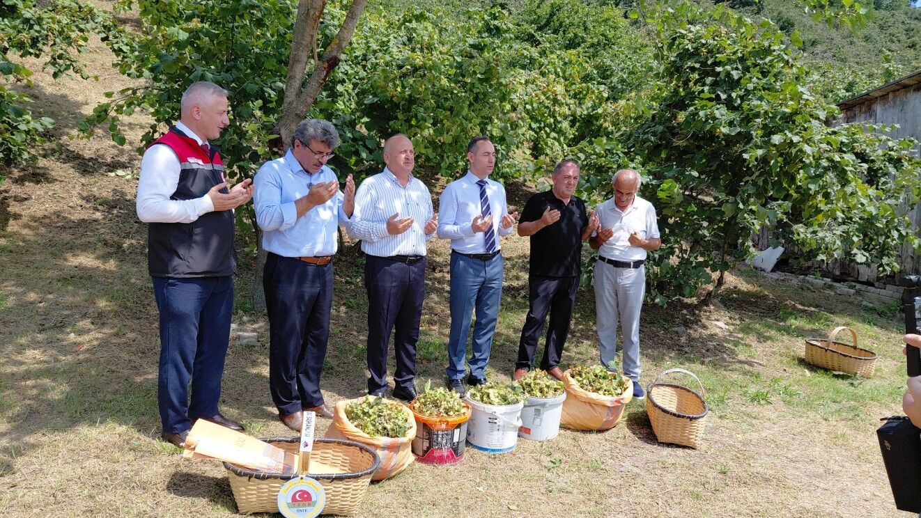 Ünye’de 2026 Fındık Hasadı İlk Ürünle Başladı