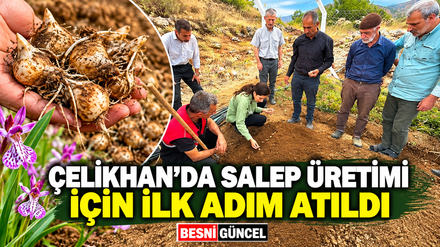 Çelikhan’da salep üretimi için ilk adım atıldı