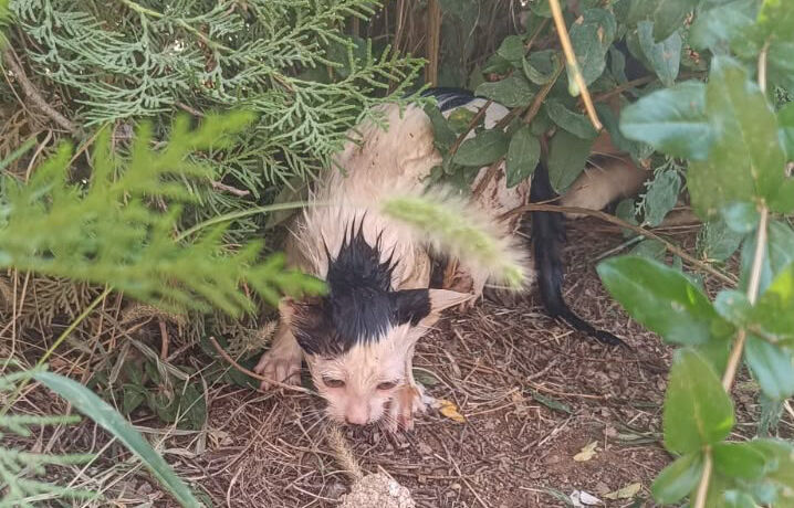Adıyaman Kuyuya Düşen Kedi Kurtarıldı (1)