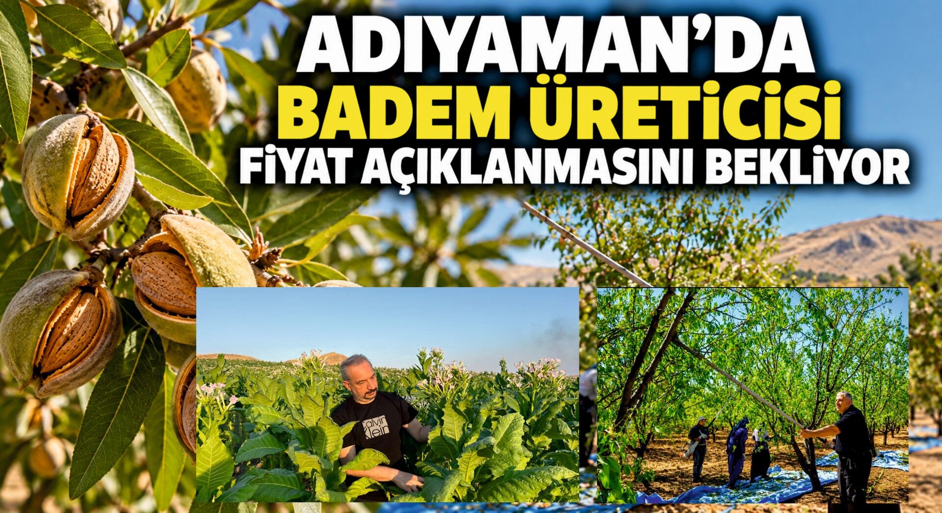 Adıyaman’da badem üreticisi fiyat açıklanmasını bekliyor