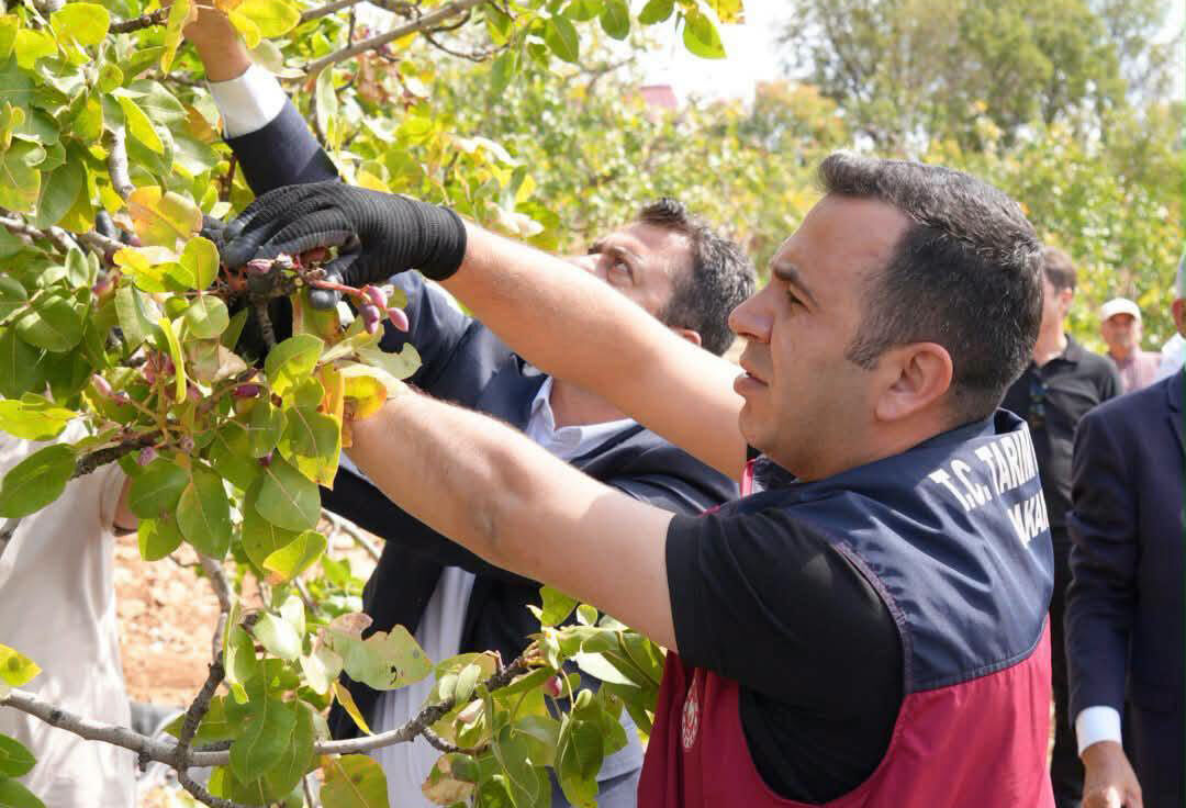 Gölbaşı Belören Fıstık Hasadı (1)