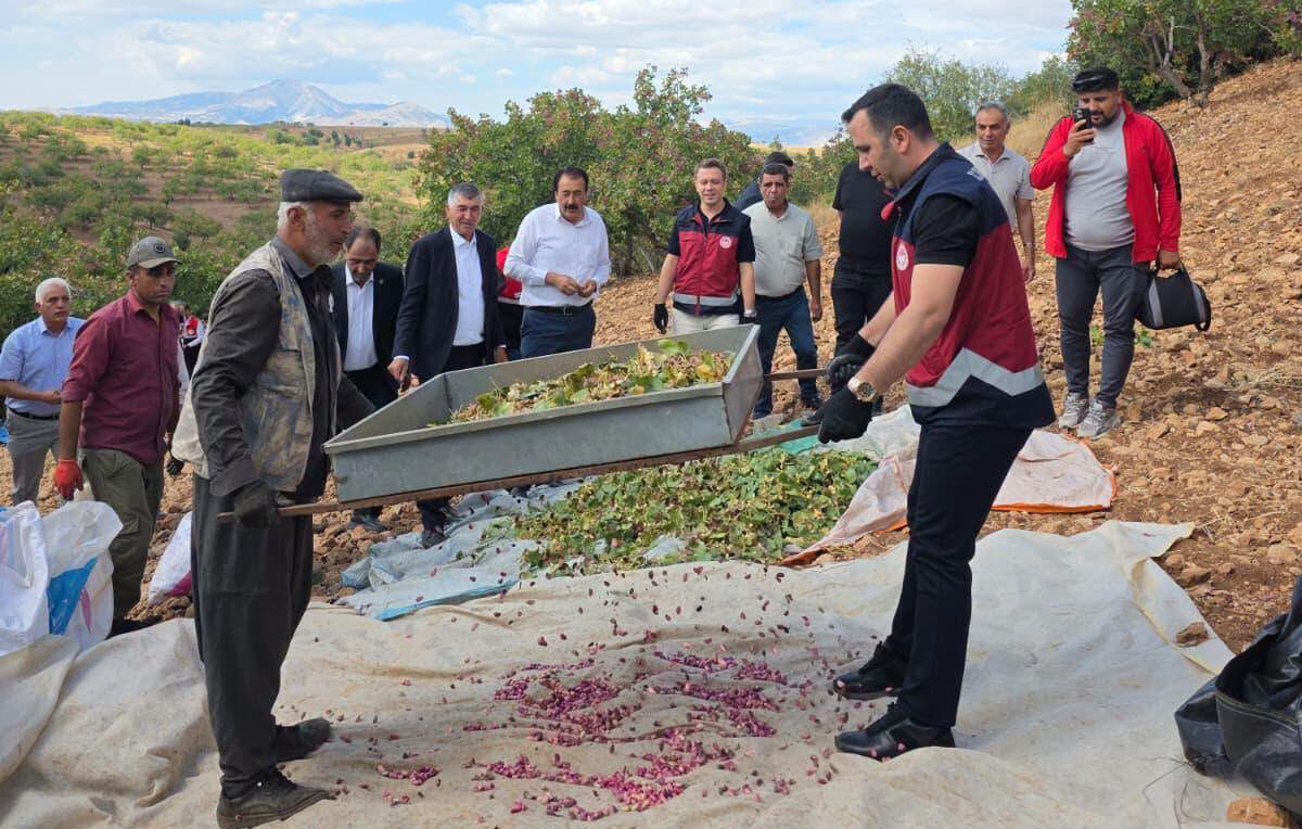 Gölbaşı Belören Fıstık Hasadı (2)