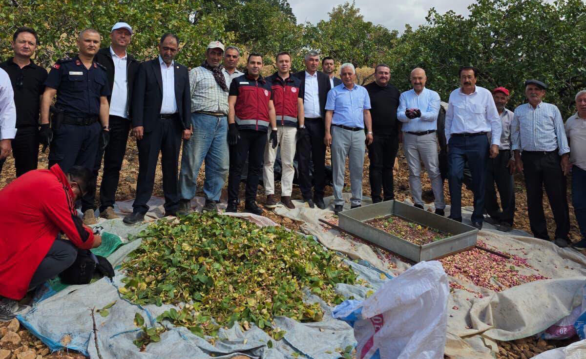Gölbaşı Belören Fıstık Hasadı (4)