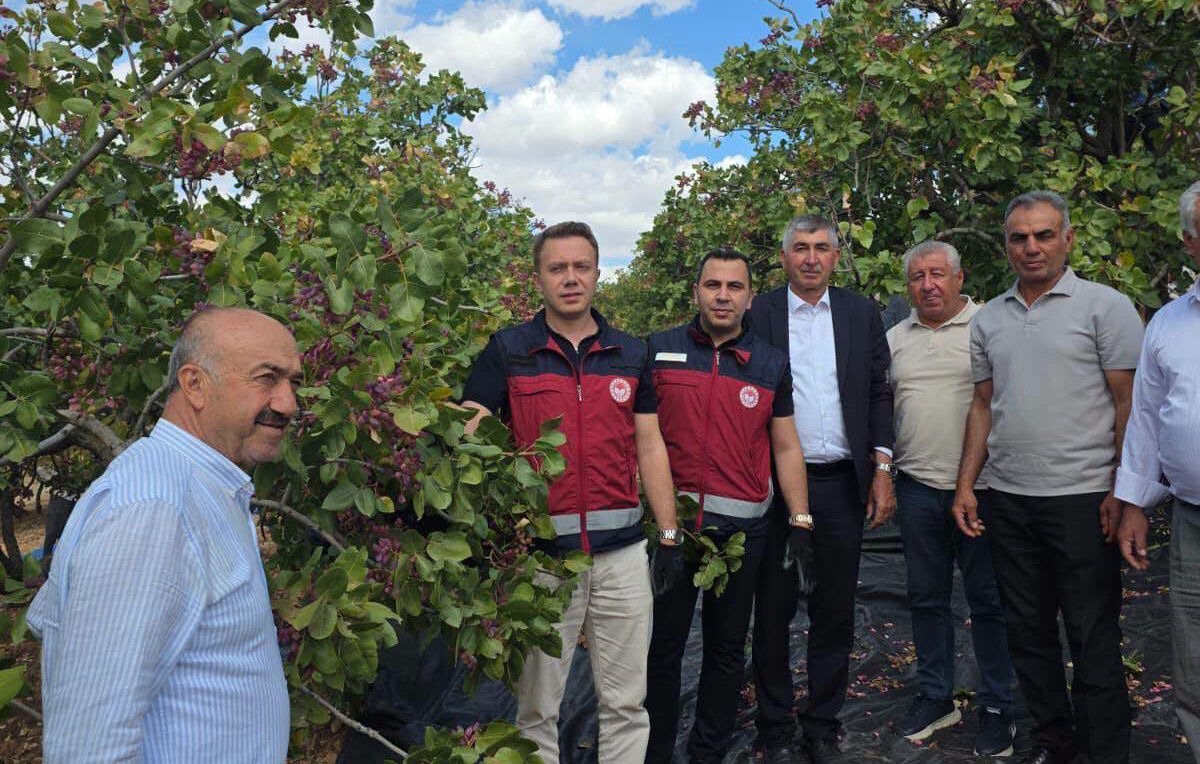 Gölbaşı Belören Fıstık Hasadı (5)