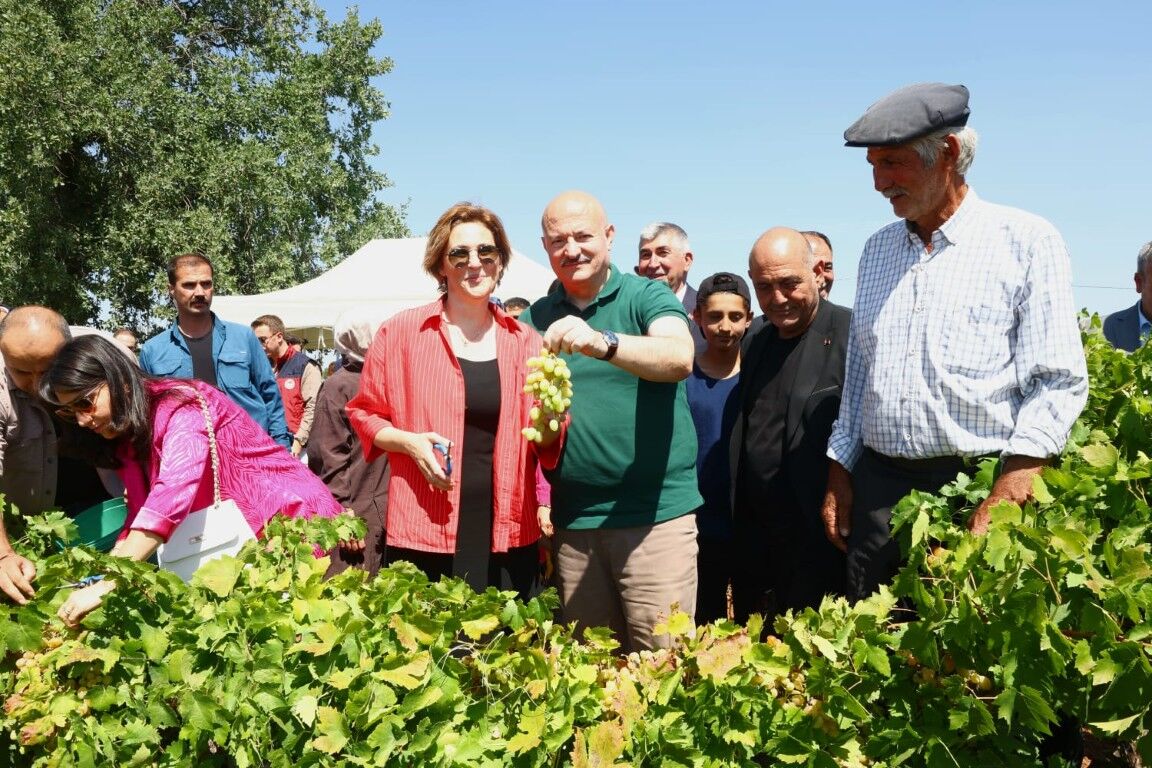 Gölbaşı’nda Bağ Bozumu Heyecanı Başladı Peygamber Üzümünde Hasat Zamanı (1) (Orta)