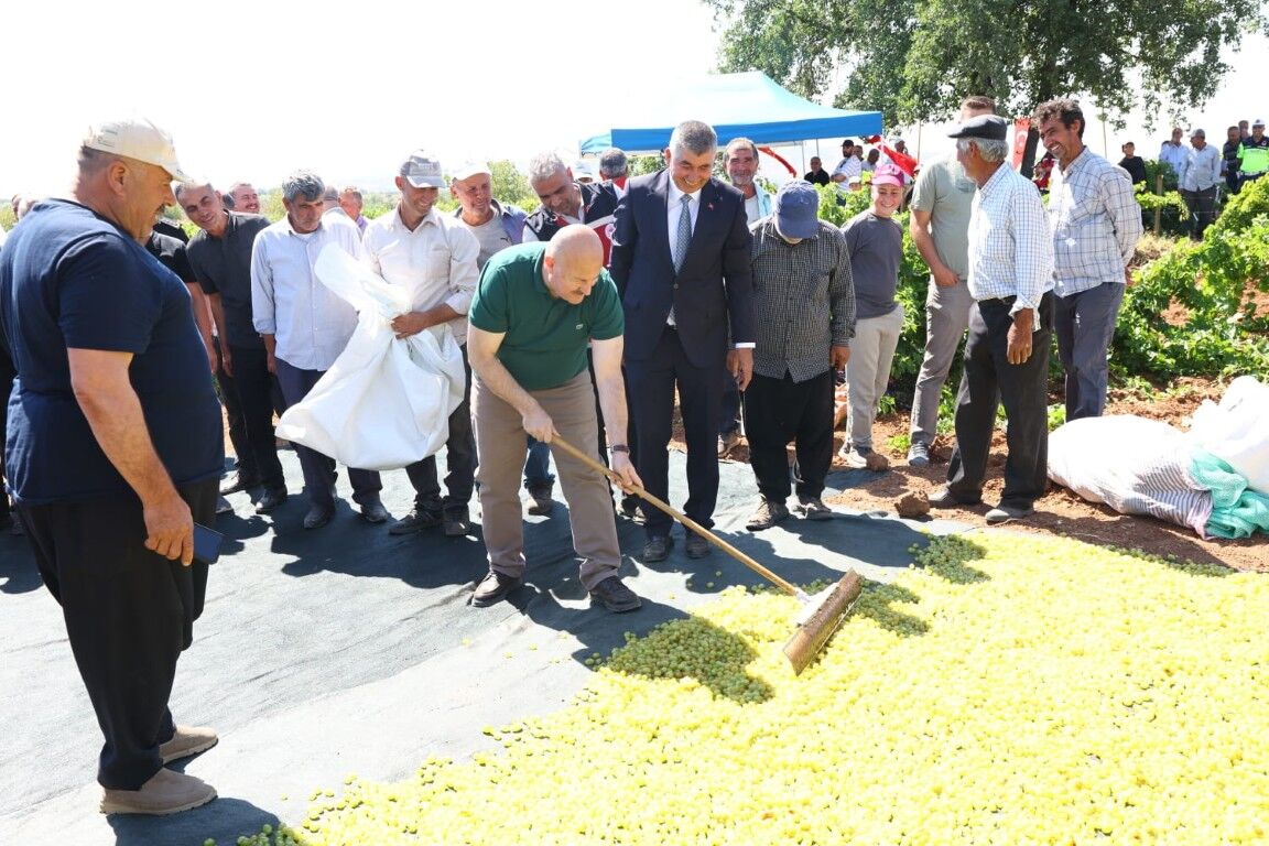 Gölbaşı’nda Bağ Bozumu Heyecanı Başladı Peygamber Üzümünde Hasat Zamanı (2) (Orta)