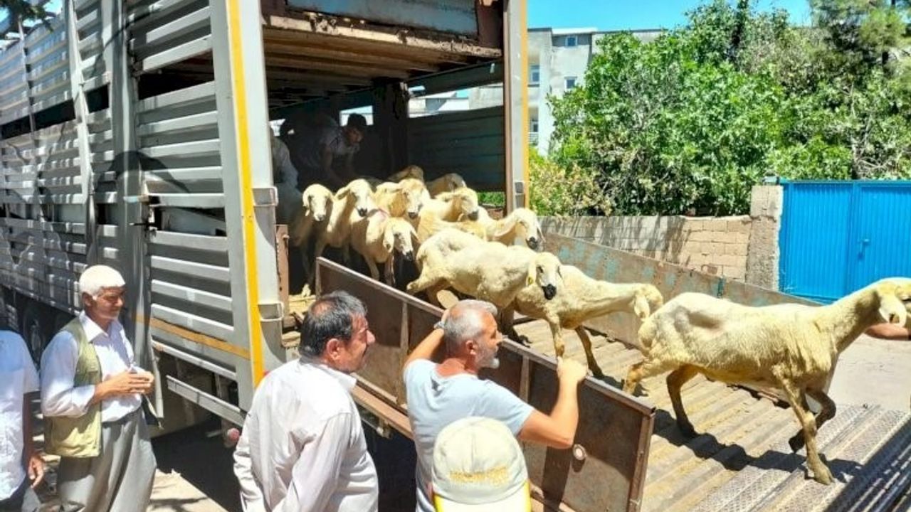 Adıyaman’da 254 baş hayvan dağıtıldı