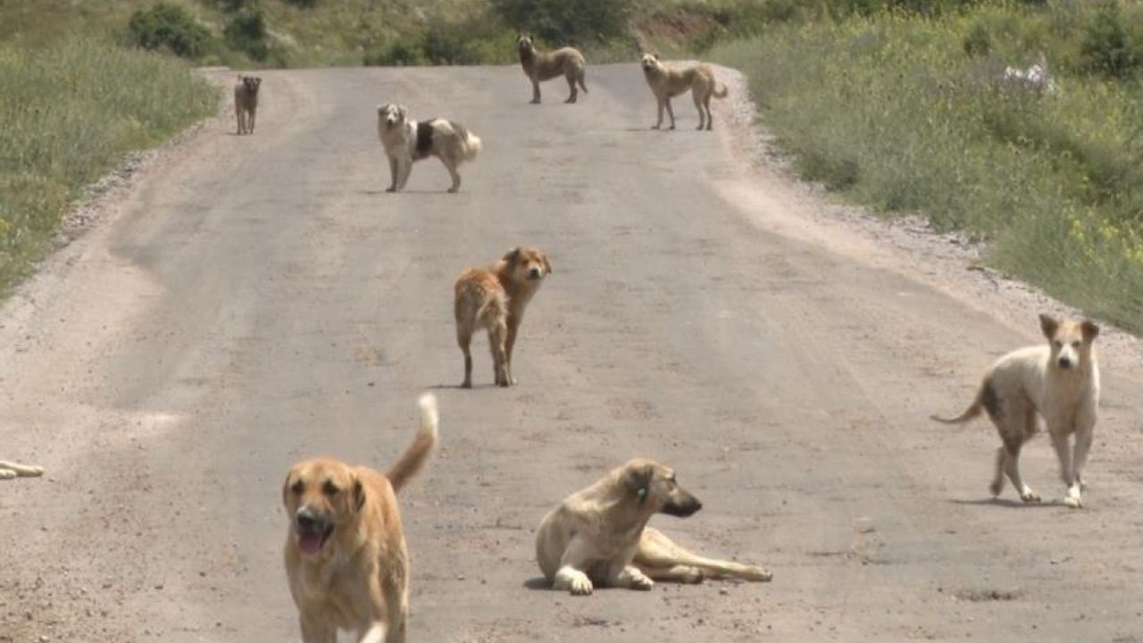 Başıboş Köpekler Besni'de Korku Yaratıyor!