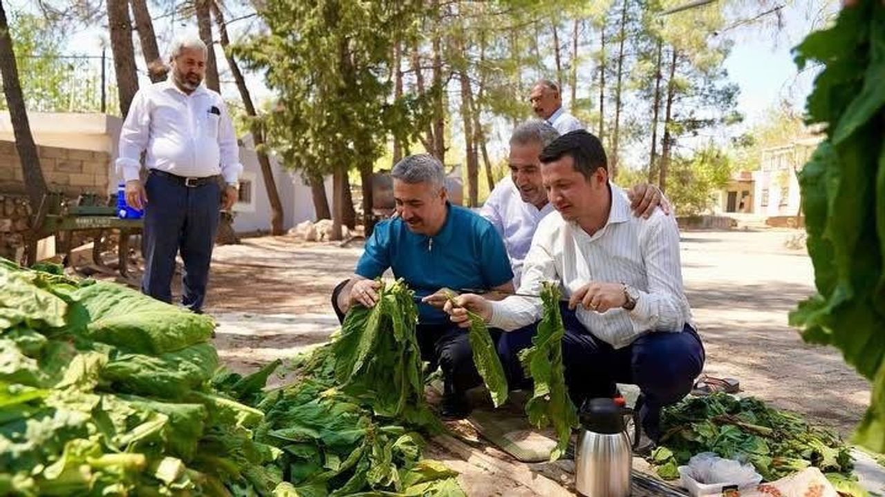 Alkayış’tan Tütün Üreticilerine Müjde!