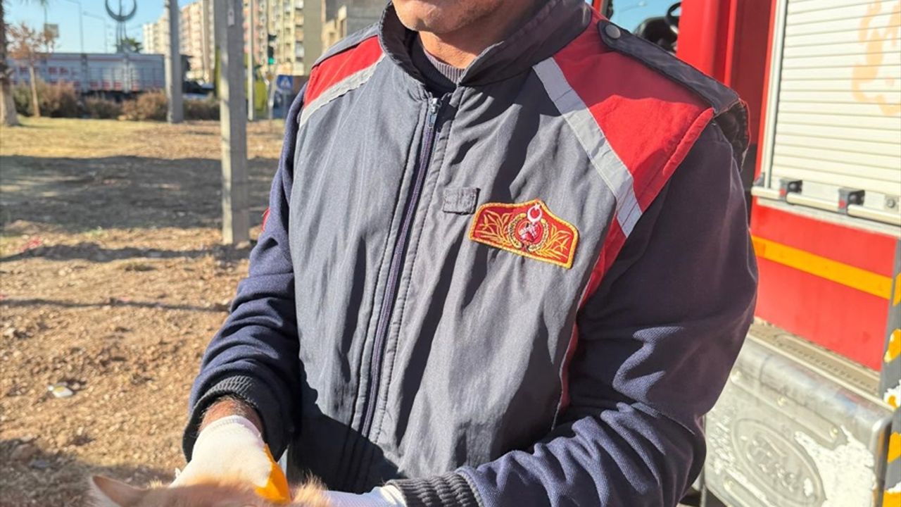 Ağaçta mahsur kalan kedi kurtarıldı