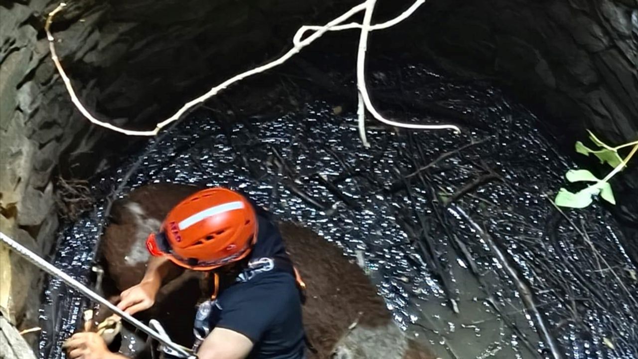 Siirt'te su kuyusuna düşen inek kurtarıldı