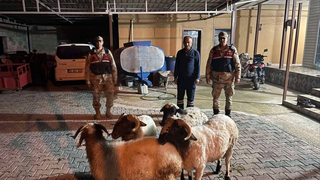 Kilis’te Kaybolan Hayvanlar Jandarma Tarafından Bulundu