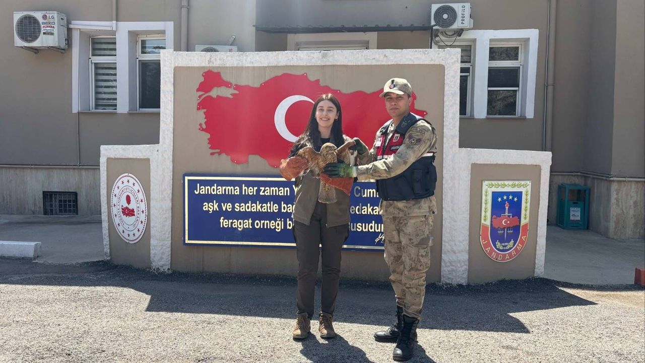 Kilis’te Yaralı Şahin Koruma Altına Alındı
