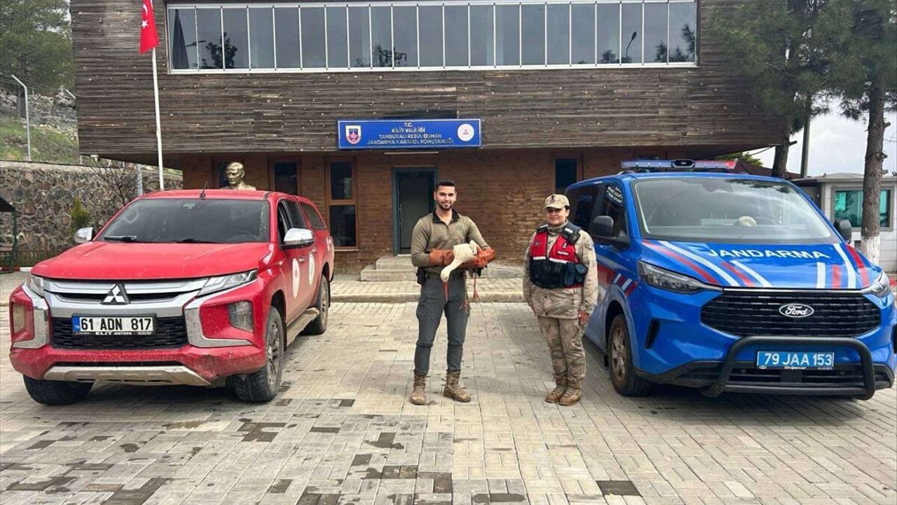 Yaralı halde bulunan leylek tedavi altına alındı