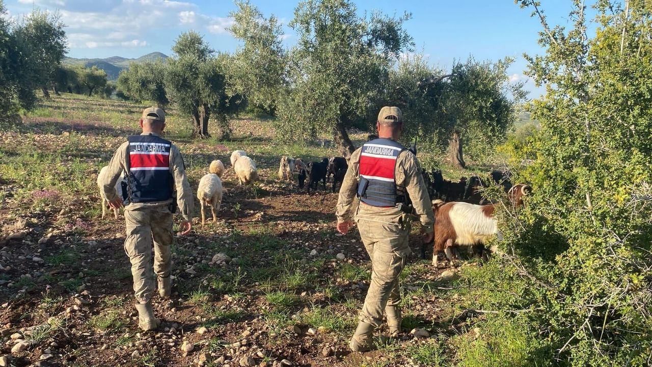 90 küçükbaş hayvan jandarma tarafından bulundu