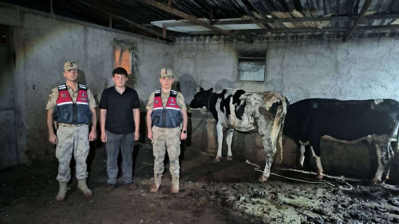 Kilis'te Kaybolan 3 Büyükbaş Hayvanı Jandarma Buldu