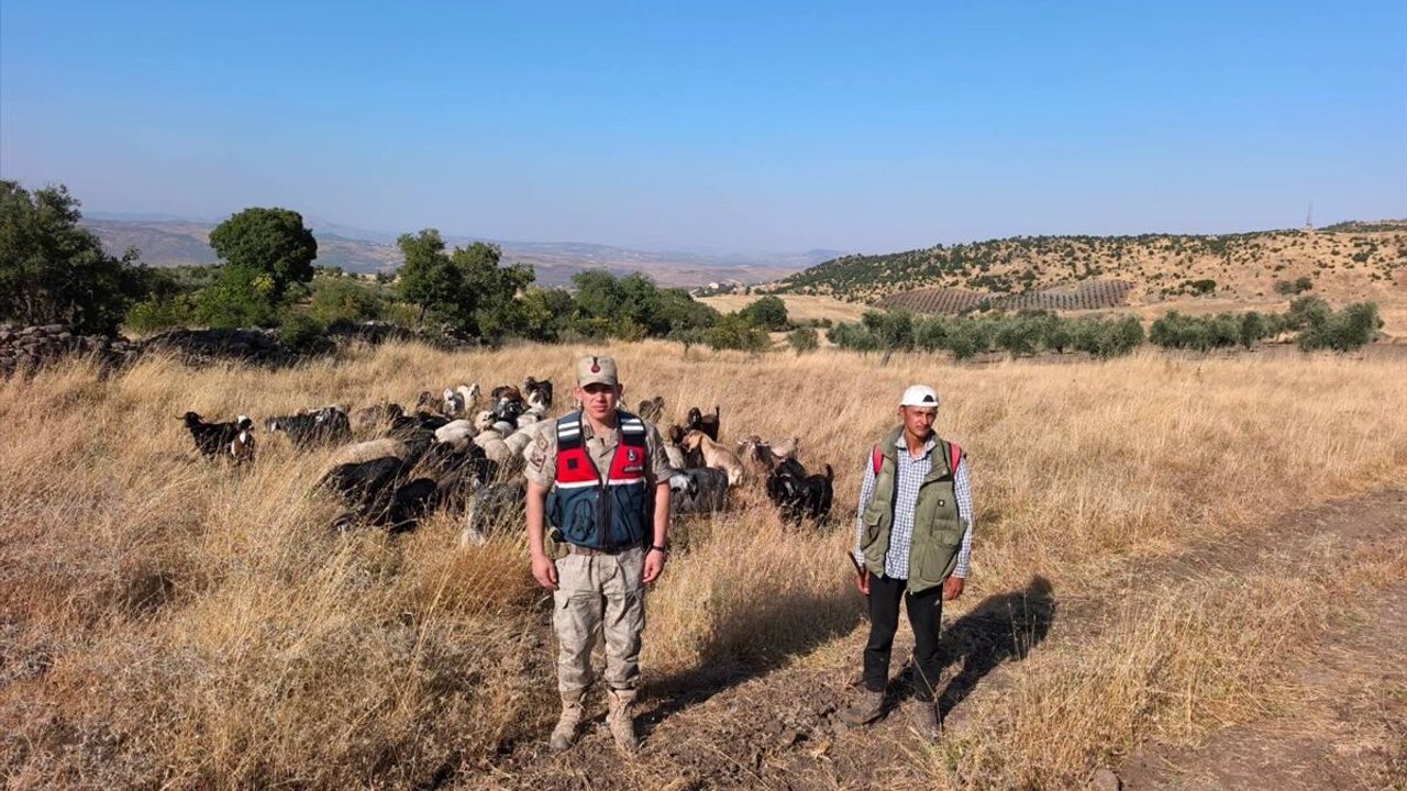 Kilis'te kaybolan 50 küçükbaş hayvan jandarma tarafından bulundu