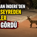 Adıyaman’da İndere Konutlarında Tilki Sürprizi