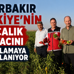 Diyarbakır’da Salçalık Biber ve Domates Hasadı Başladı