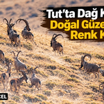 Tut’un Dağlarında Koruma Altındaki Keçiler Görüntülendi