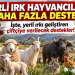 Yerli Irk Hayvancılığa Daha Fazla Destek