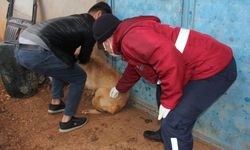 Besni'de Kuduz vakalarının yaşandığı köylerde aşılama çalışmaları sürüyor
