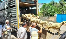 Adıyaman’da 254 baş hayvan dağıtıldı
