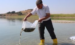 Atatürk Baraj Göletine 7 milyon 180 bin balık bırakıldı