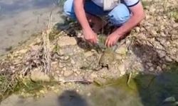 Balıkçı ağına takılan Fırat kaplumbağası kurtarıldı