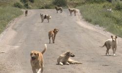 Başıboş Köpekler Besni'de Korku Yaratıyor!