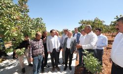 Besni'de 240 Bin Dekarlık Alanda Fıstık Üretiliyor