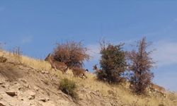 Dağ keçileri yerleşim alanlarına indi