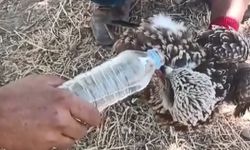 Göç sırasında yorgun düşen kara çaylağa şişeyle su içirildi