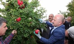 Adıyaman Samsat’ta nar hasadı başladı