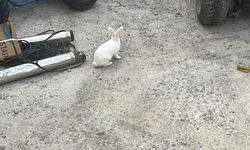Adıyaman’da Enkazdaki Sevimli  Tavşanlar