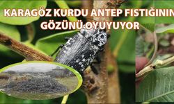 Karagöz Kurdu Antepfıstığının Gözünü Oyuyor