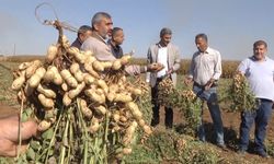 Harran Ovası’nda yer fıstığı bereketi