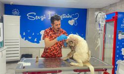 Köpeğini 13 yerinden bıçaklayıp cenaze namazını kıldı