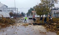 Rüzgar nedeniyle devrilmek üzere olan ağaç korkuttu