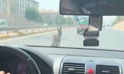 İnatçı eşek trafiği birbirine kattı