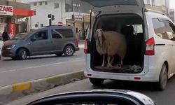 Şırnak’ta koyunu bagajda taşıdılar