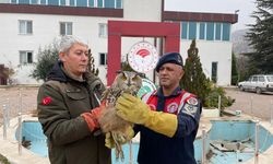 Malatya'da yaralı halde bulunan baykuş koruma altına alındı