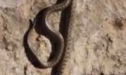 Siirt’te kış ayında 1 metre uzunluğunda yılan görüldü