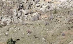 Sincik’te dağ keçileri sürü halinde görüldü